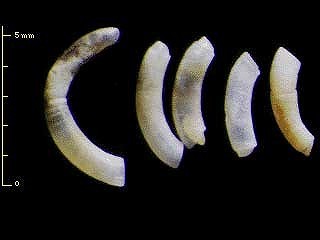ミジンツツガイ Brochina glabella small