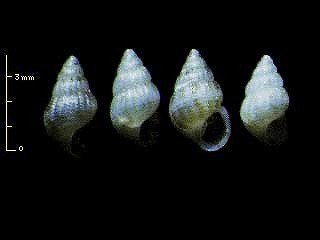 オガサワラリソツボ Alvania ogasawarana small
