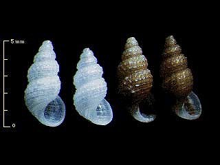 トウキョウリソツボ Alvania tokyoensis small