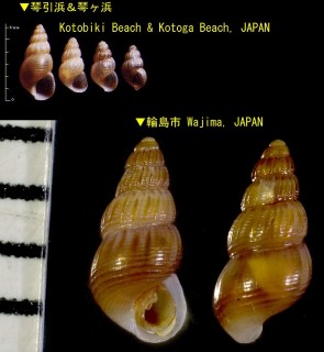 タマツボ Alvania concinna small