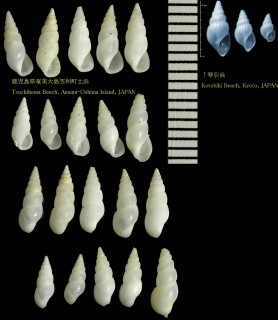 カワリボリチョウジガイ 変り彫丁字貝 Rissoina montrouzieri small