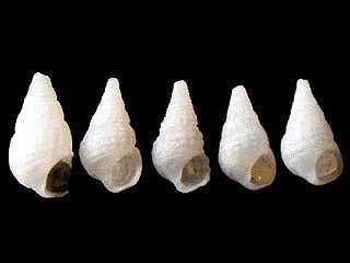 ミショウ　丹後未詳 13(ヌノメチョウジガイ幼?) Phosinella fusca small
