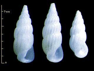 スジウネリチョウジガイ Rissoina costulata small