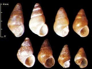 チャツボ Barleeia angustata small