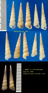 ヒメキリガイダマシ Haustator cingulifera small