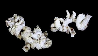 オオヘビガイ Serpulorbis imbricatus small