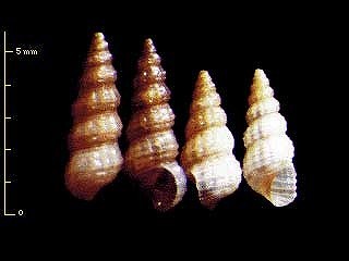 ヌノメモツボ Clathrofenella fusca small