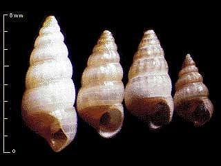 ツヤモツボ Eufenella subpellucida small