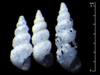 スナモチツボ Scaliola bella small