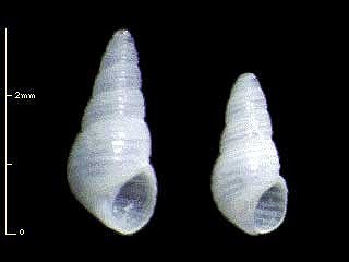 コキザミハマツボ ? Diala sulcifera small