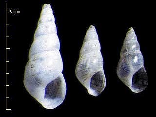 シマハマツボ 縞浜小螺 Alaba picta picta small
