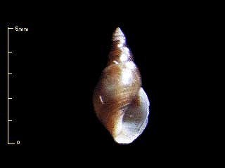 ミジンウキツボ Litiopa nipponica small