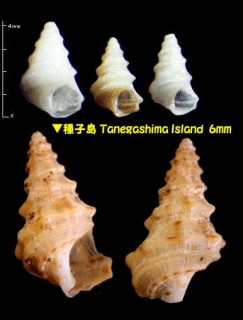 チグサカニモリ Plesiotrochus acutangulus small