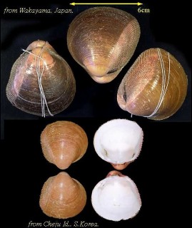 キンギョガイ 金魚貝 Nemocardium bechei small