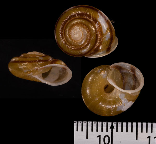 アドコックマイマイ (仮称) Pleuroxia adcockiana small