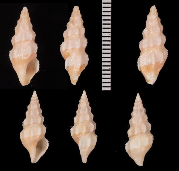 ヨコスジクダマキ Carinodrillia quadrilirata small
