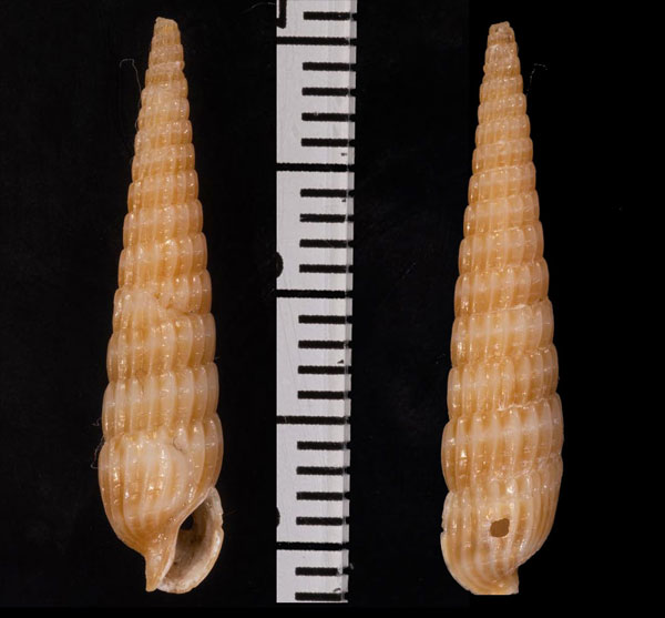 ホソトクサモドキ Myurella sp. small