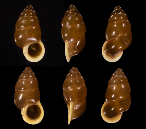 フィリピンツヤアズキ (仮称) Moulinsia fusca small