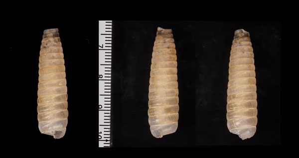 ピッチェリパイプガイ (仮称) Coelocentrum pittieri small
