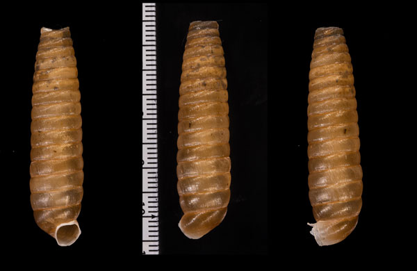 ダイオウパイプガイ (仮称) Coelocentrum anomalum small