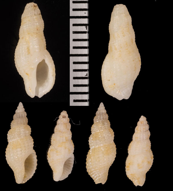 コメボラ Maculotriton serriale digitalis small