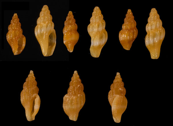 ナンアアラボリクチキレツブ (仮称) Lienardia subcancellata small