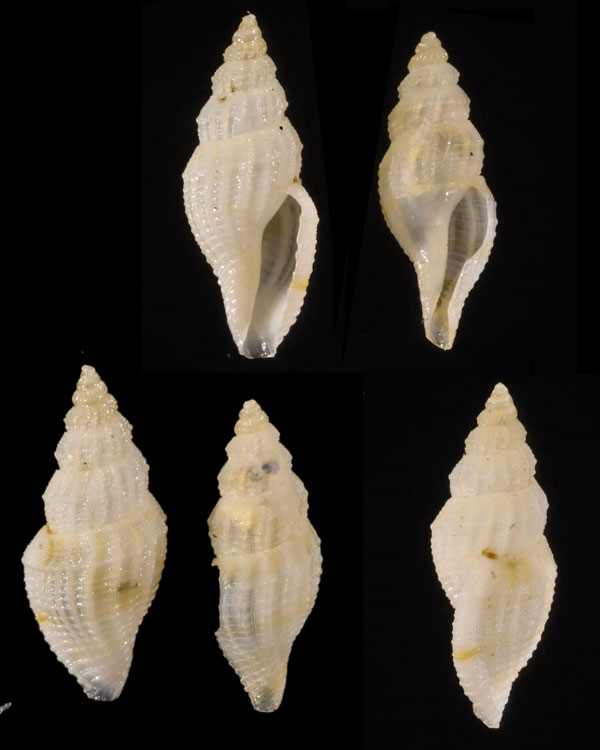 コガタカドバリコトツブ (仮称) Mangelia sp. small