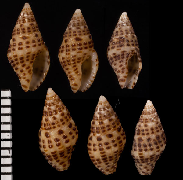 ナタールノシガイ (仮称) Engina natalensis small