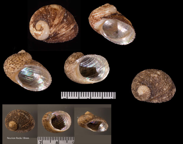 オオアシヤガイ Granata sulcifera small