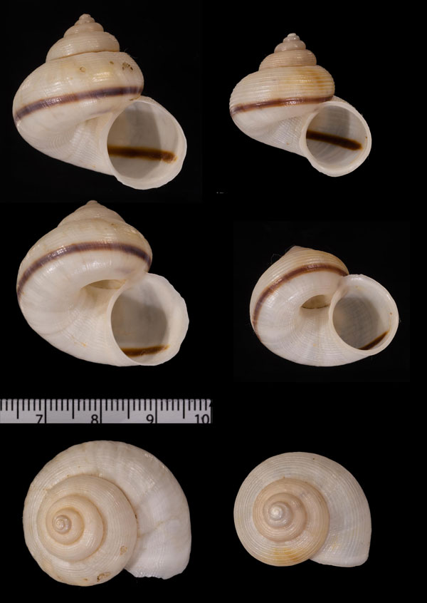ニクイロヤマタマキビ (仮称) Tropidophora carnicolor small
