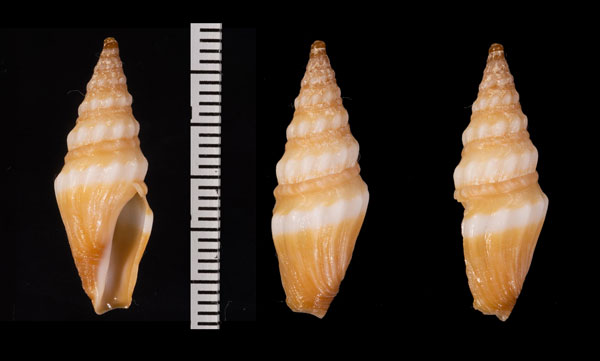 ハリストレプタクダマキ (仮称) Clionella halistrepta small