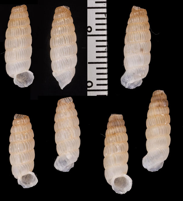 ハイチイトカケパイプガイ 未詳 Callocoptis sp. small