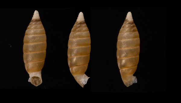 フクレサナギヤマイトカケ? Liparotes obesa small