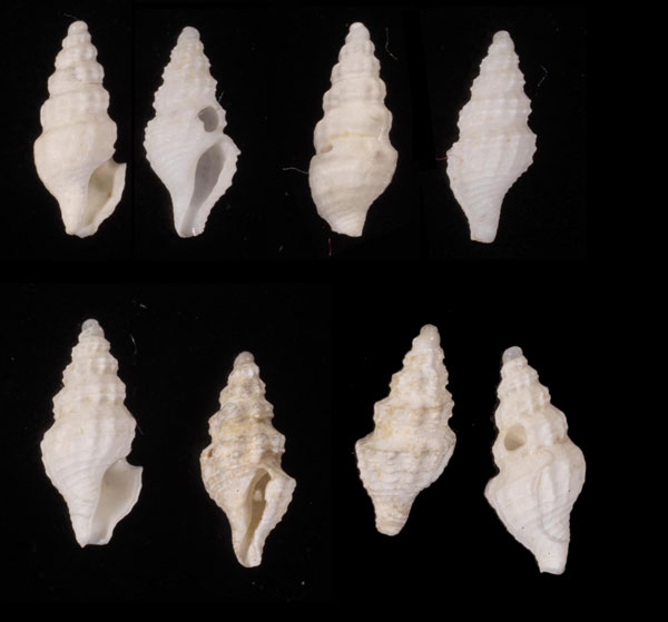 マンジガイの仲間和歌山未詳 Mangelia sp. small