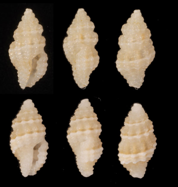 シロチャスジクチキレツブ (仮称) Hemilienardia calcicincta small