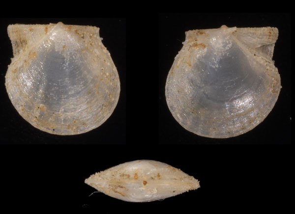 コウシハリナデシコ近似種? 未詳 Cyclopecten bistriatus aff. small