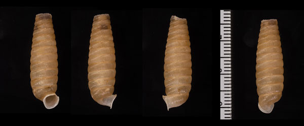 フィスツラレパイプガイ (仮称) Coelocentrum fistulare small