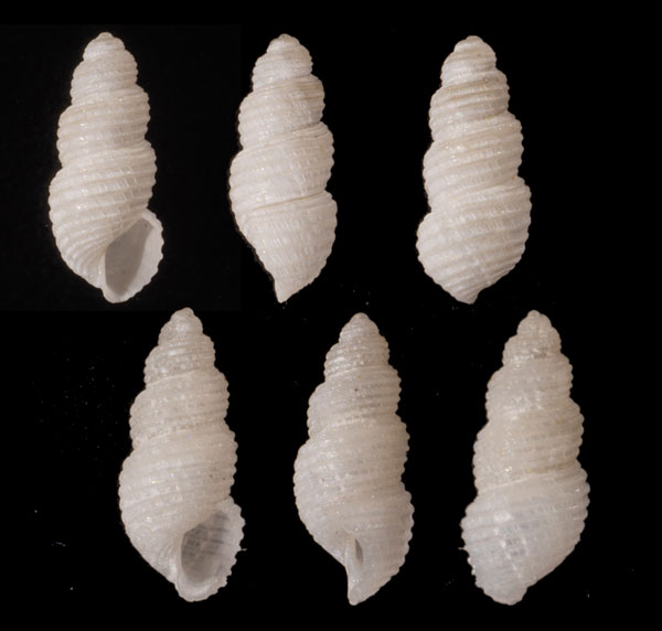 マキギヌチリメンクチキレ 未詳 Iolaea sp. small