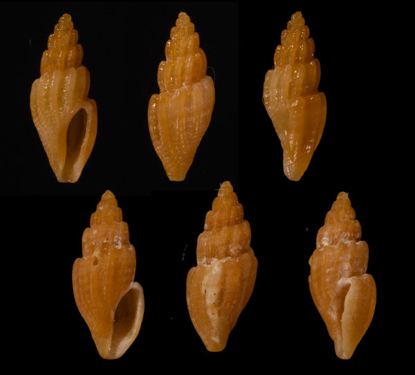 チャイロイトカケマンジ (仮称) Eucithara sp. small