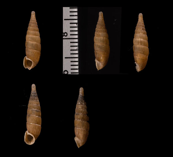 ヤセフタヒダギセル (仮称) Alinda stabilis small