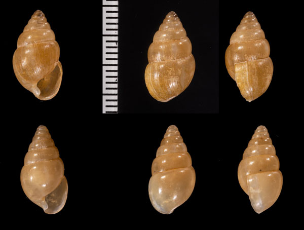 スリランカツヤクチキレ (仮称) Glessula nitens small