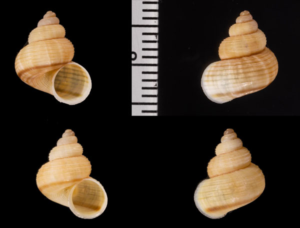 シンシナティヤマタマキビ (仮称) Tropidophora cincinna small