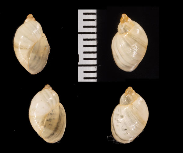 フロリダオカモノアラガイ (仮称) Succinea floridana small