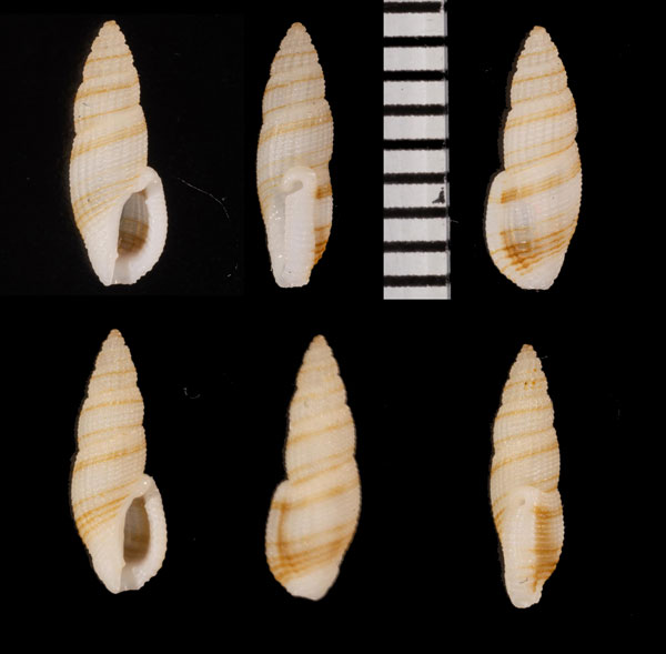 ニヨリフデシャジク 似寄筆車軸 Daphnella reeveana small