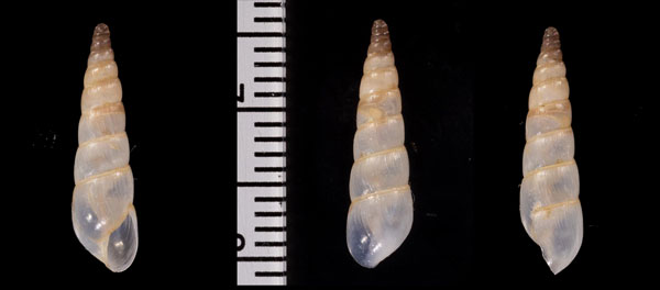 ナンアホソオカチョウジ (仮称) Opeas lineare small