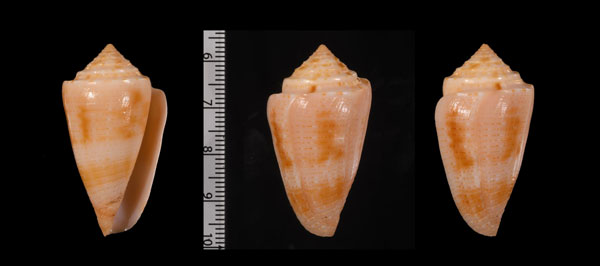 エリクモニエイモ (仮称) Conasprella ericmonnieri small