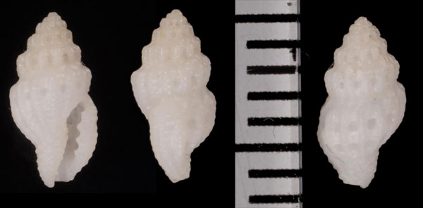 スカシボリツブ Hemilienardia thyridota small