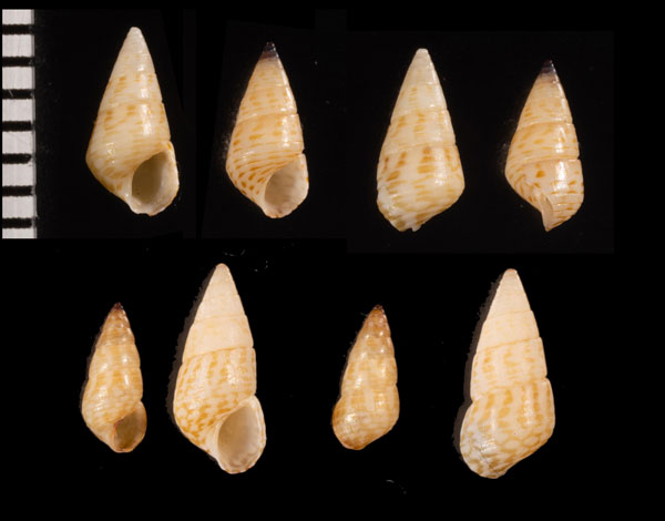 オーストラリアのスズメハマツボの仲間 Diala suturalis small