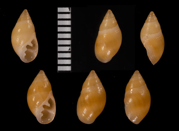 ソナレガイ 磯馴貝 Pedipes affinis small