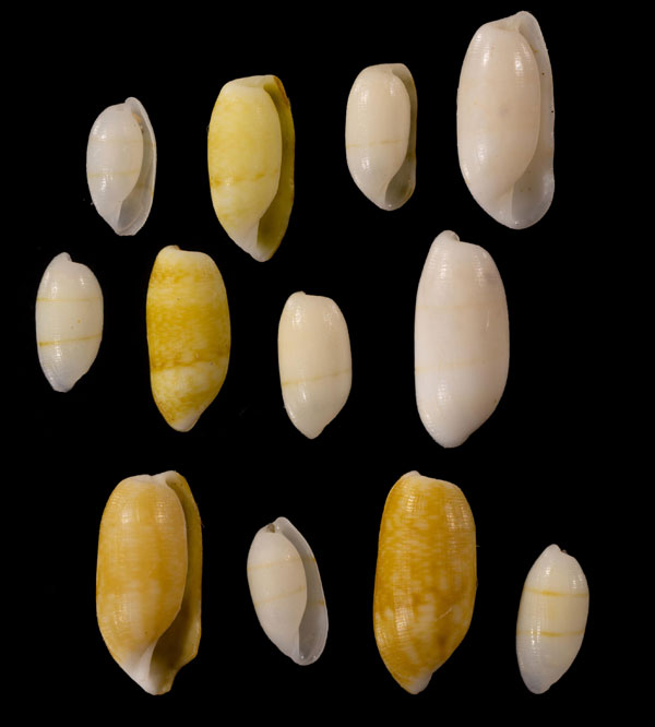 ハデヤママユガイ Mnestia girardi small